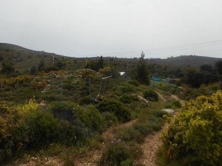 Οικόπεδο, Ανθούσα