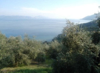 Οικόπεδο, Πτελεός