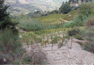 Αγροτεμάχιο, Αίγιο