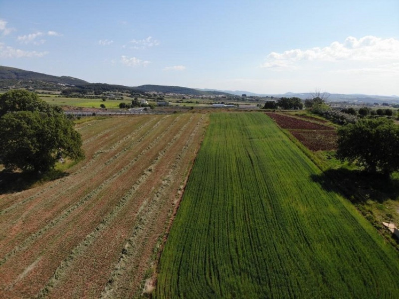 Plot, Alexandroupolis