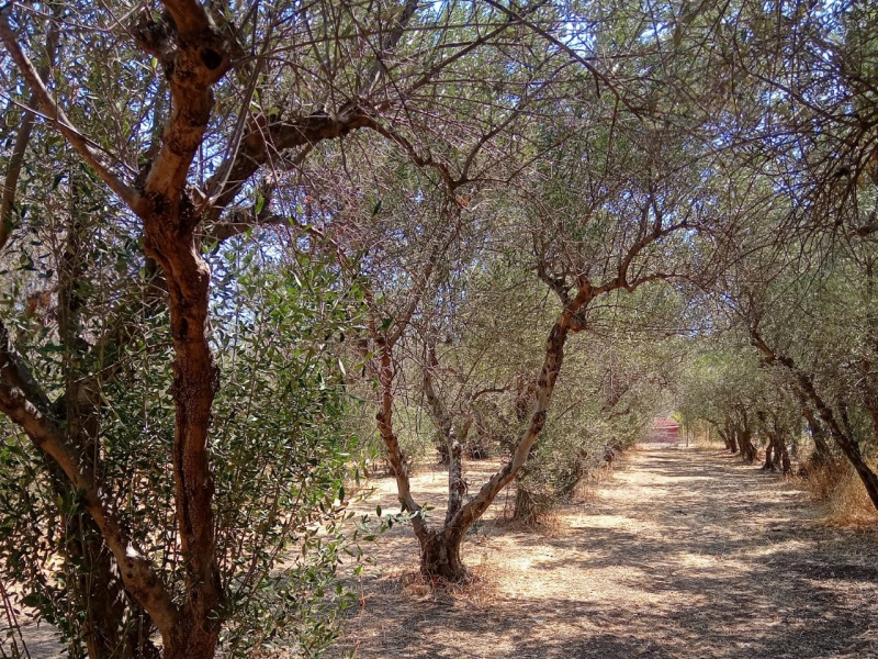 Plot, Thermisia, Ermioni, Argolida