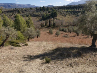 Αγροτεμάχιο, Στενή, Εύβοια