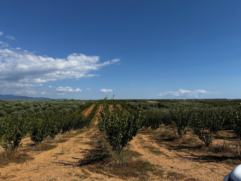 Plot of land, Chalkidiki