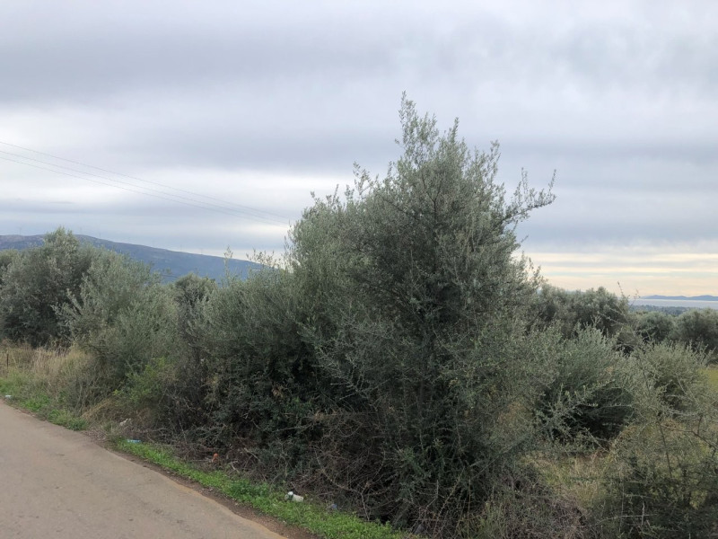 Plot of land, Eretria