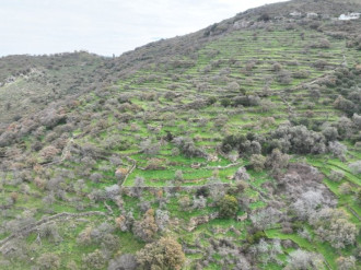 Αγροτεμάχιο, Ιουλίδα