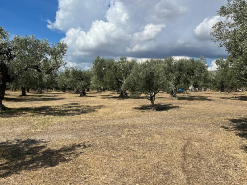 Eleonas, Nea Makri, Alexandroupolis