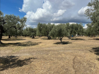 Ελαιώνας , Νέα Μάκρη Αλεξανδρούπολης